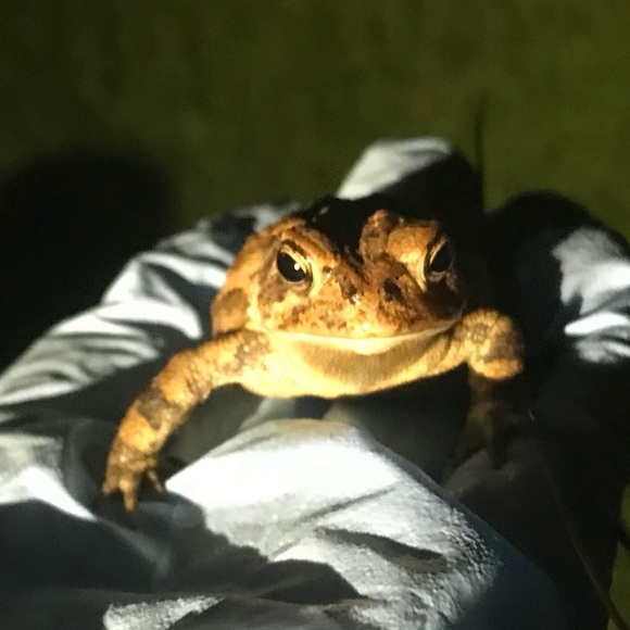 Meet your posher, Lilly! - Picture 5 of 6